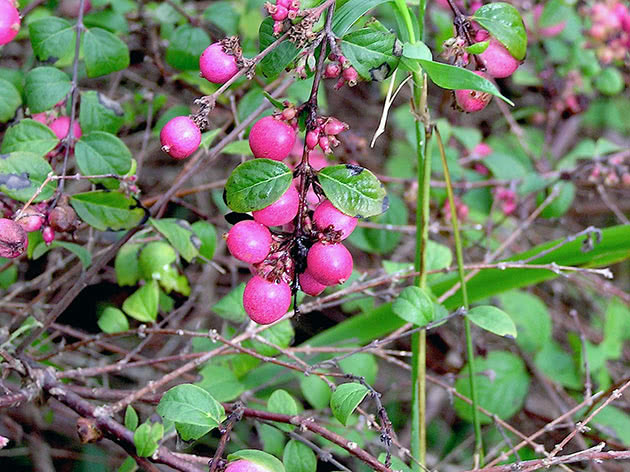 Снежноягодник Шено (Symphoricarpos x chenaultii)