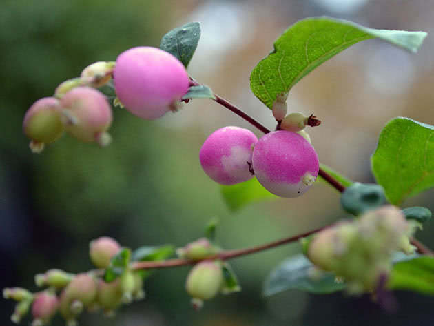 Снежноягодник Доренбоза (Symphoricarpos doorenbosii)