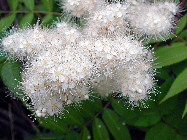 Рябинник войлочный (Sorbaria tomentosa)