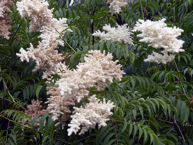 Рябинник древовидный (Sorbaria arborea)