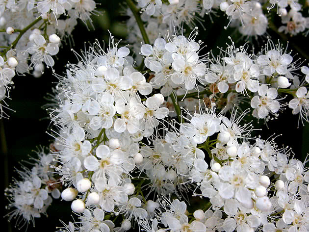 Рябинник рябинолистный (Sorbaria sorbifolia)