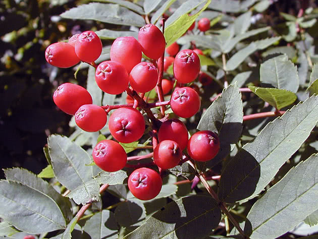 Рябина бузинолистная (Sorbus sambucifolia)