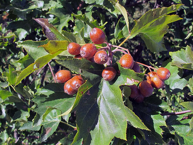 Рябина глоговина (Sorbus torminalis)
