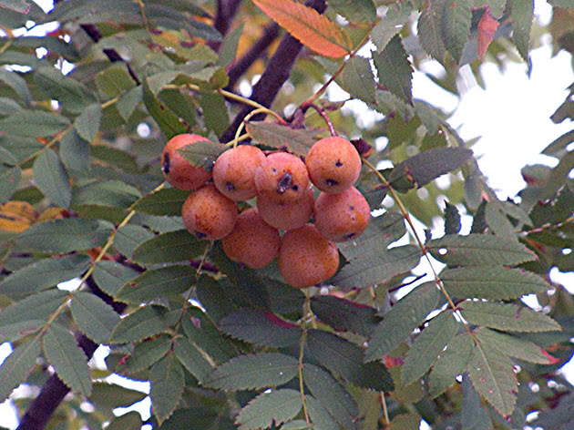 Рябина домашняя (Sorbus domestica)