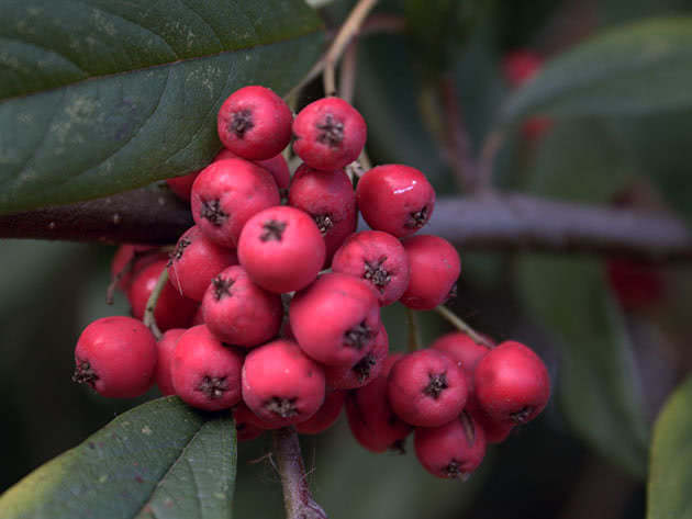 Рябина круглолистная (Sorbus aria)