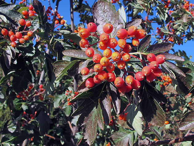 Рябина гибридная (Sorbus x hybrida)