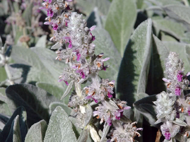 Чистец шерстистый (Stachys lanata)