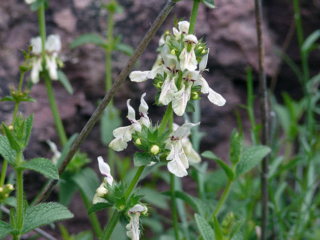 Однолетний чистец (Stachys annua)