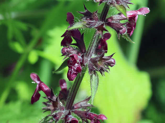 Чистец лесной (Stachys sylvatica)