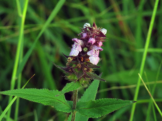 Чистец болотный (Stachys palustris)