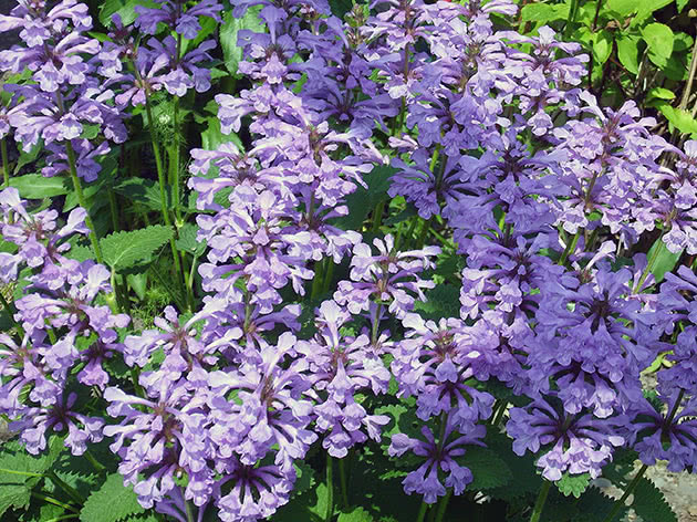 Чистец крупноцветковый (Stachys grandiflora)