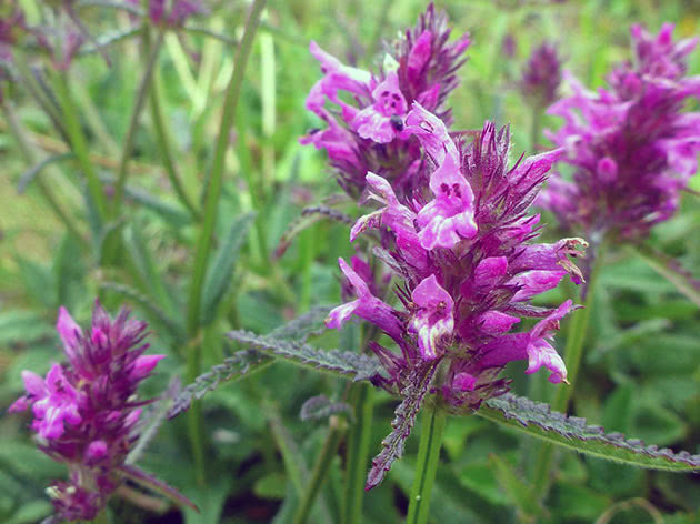 Чистец лекарственный (Stachys officinalis)
