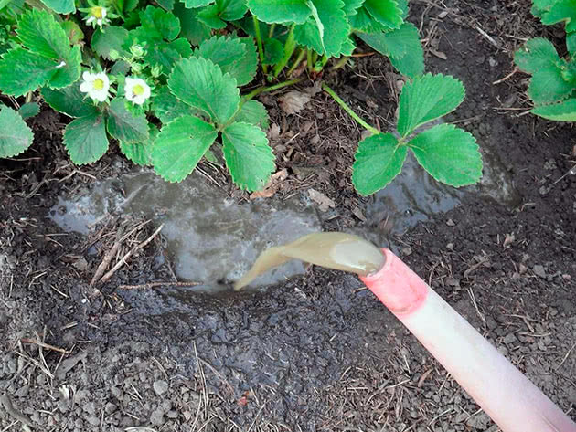 Удобрение и полив клубники осенью
