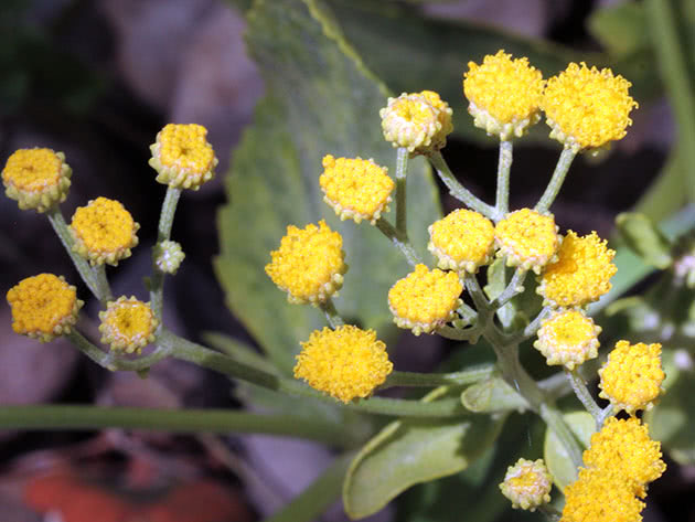 Пижма бальзамическая (Tanacetum balsamita)