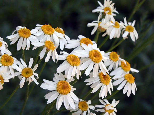 Пижма щитковая (Tanacetum corymbosum)