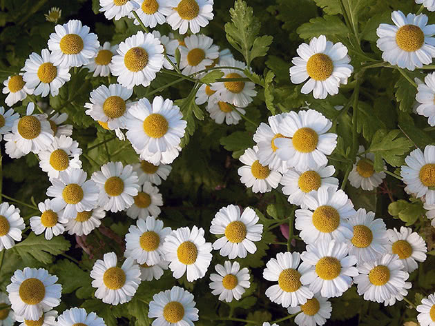 Пижма девичья (Tanacetum parthenium)
