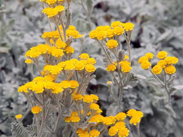 Пижма густая (Tanacetum densum)