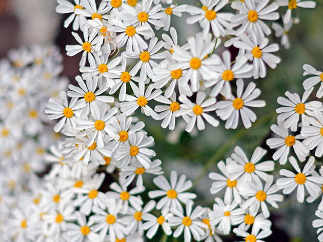 Пижма чихательноцветковая (Tanacetum ptarmiciflorum)