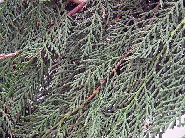 Туя западная / Thuja occidentalis