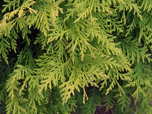 Туя западная / Thuja occidentalis