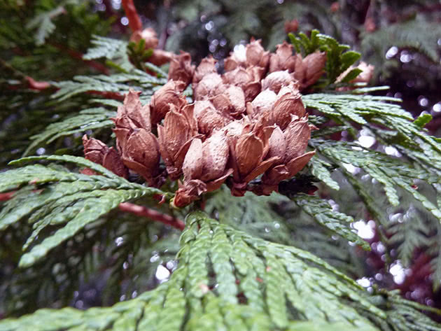 Туя складчатая / Thuja plicata