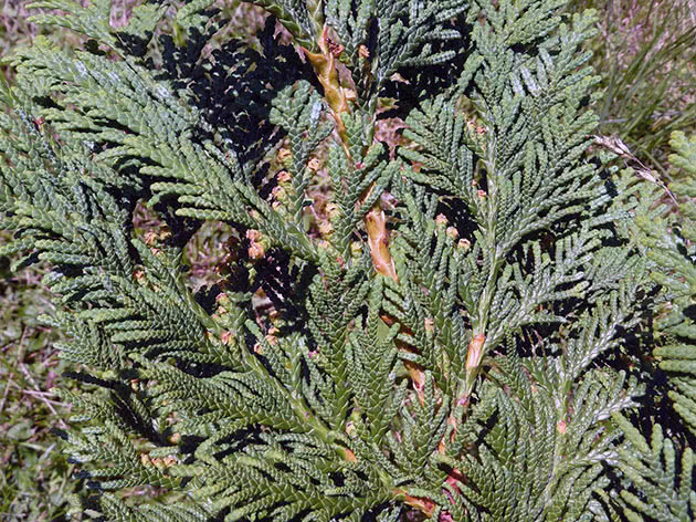 Туя корейская / Thuja koraiensis