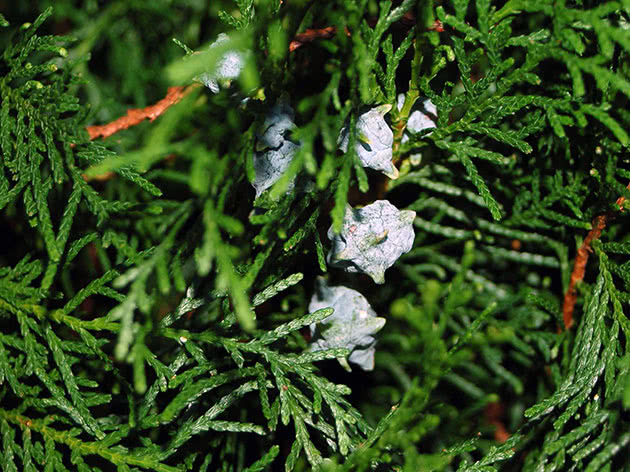 Туя восточная / Thuja orientalis, или плосковеточник / Platycladus