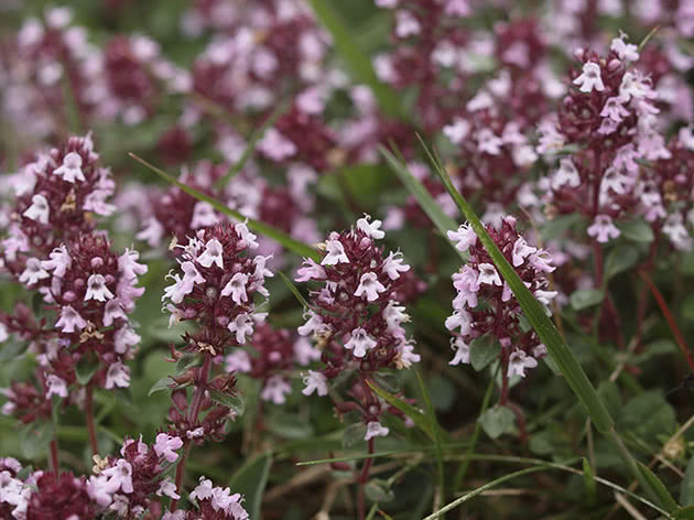Тимьян ранний (Thymus praecox)