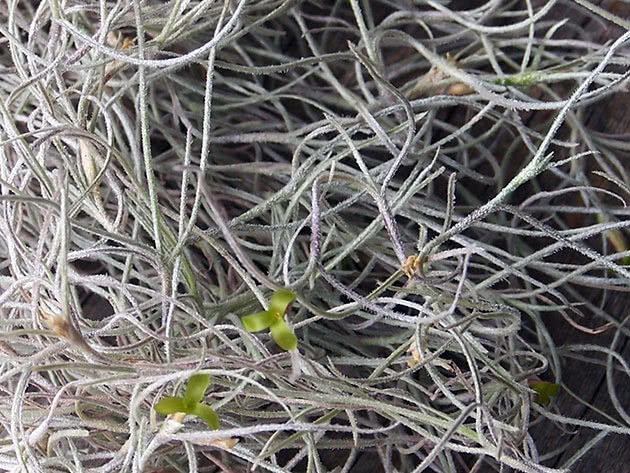 Тилландсия уснеевидная (Tillandsia usneoides)