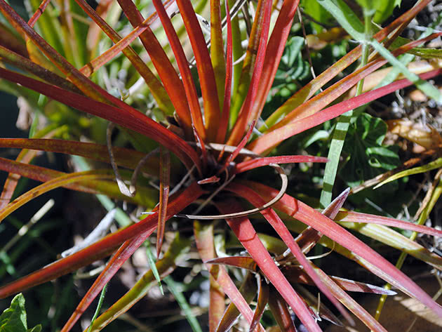 Тилландсия трехцветная (Tillandsia tricolor)