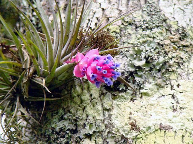 Тилландсия торчащая (Tillandsia stricta)