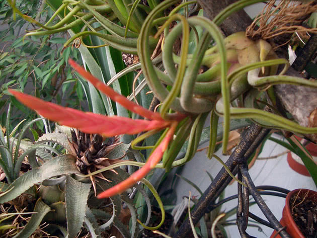 Голова медузы (Tillandsia caput-medusae)