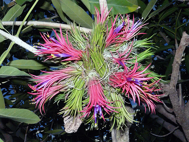 Тилландсия фиалкоцветковая (Tillandsia ionantha)