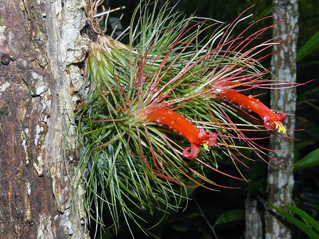 Тилландсия Андре (Tillandsia andreana)