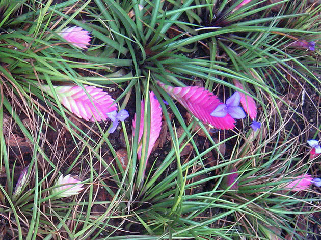 Тилландсия синяя (Tillandsia cyanea)