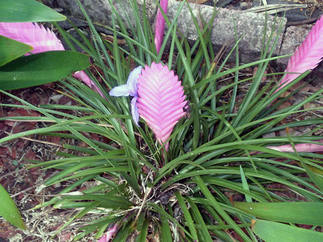 Тилландсия Линдена (Tillandsia lindenii)