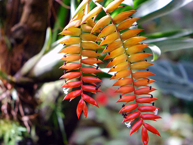 Тилландсия Дуера (Tillandsia dyeriana)