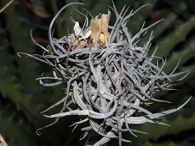 Тилландсия отогнутая (Tillandsia recurvata)