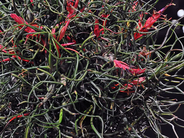 Тилландсия луковичная (Tillandsia bulbosa)