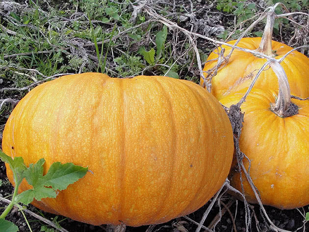 Тыква (лат. Cucurbita)