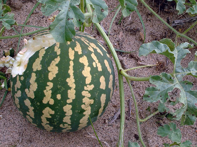 Арбуз обыкновенный (лат. Citrullus lanatus)