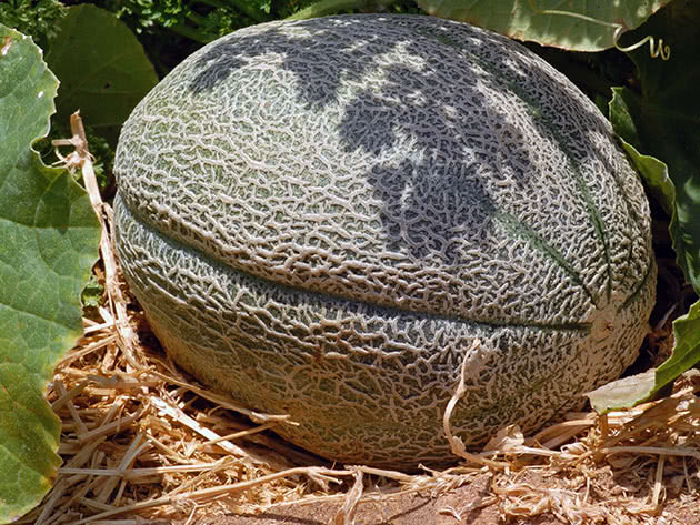 Дыня (лат. Cucumis melo)