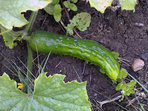 Огурец обыкновенный (лат. Cucumis sativus)