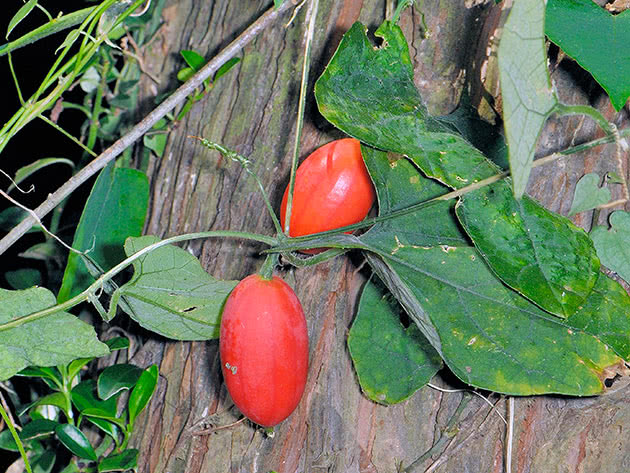Трихозант (лат. Trichosanthes)
