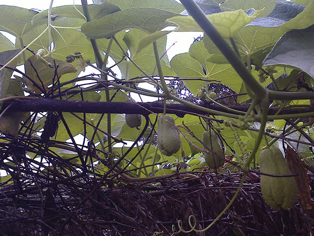 Чайот съедобный (лат. Sechium edule, исп. chayote)