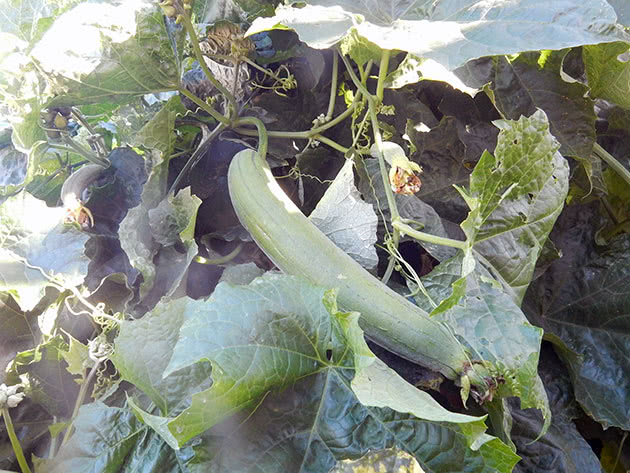Люфа, или луффа, или люффа (лат. Luffa)
