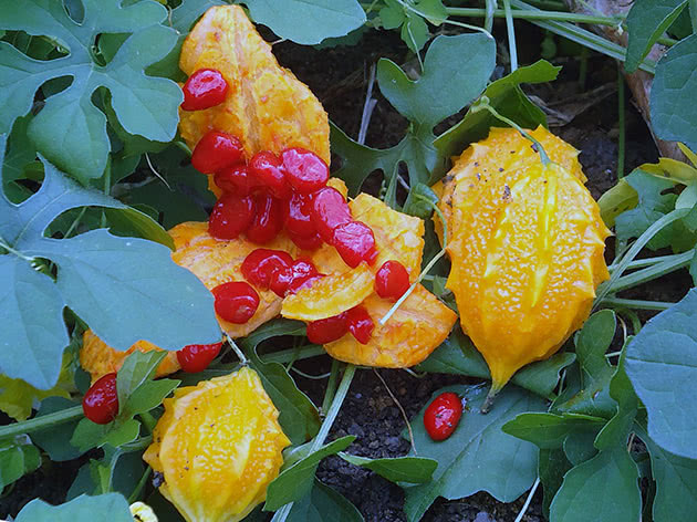 Момордика харанция (лат. Momordica charantia)