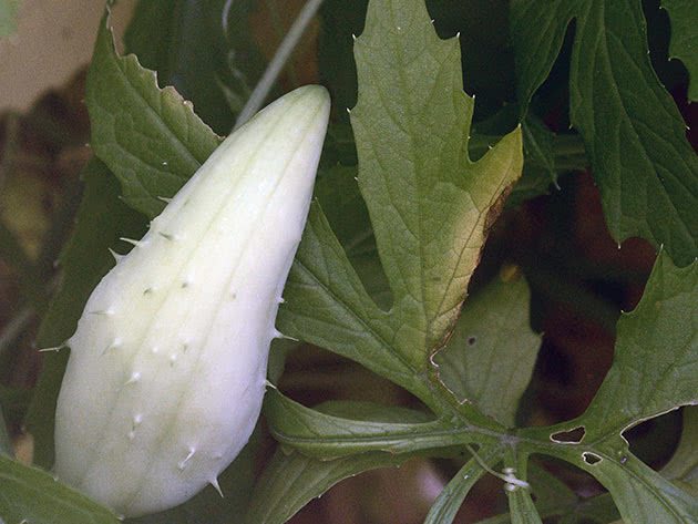 Циклантера съедобная (лат. Cyclanthera pedata)