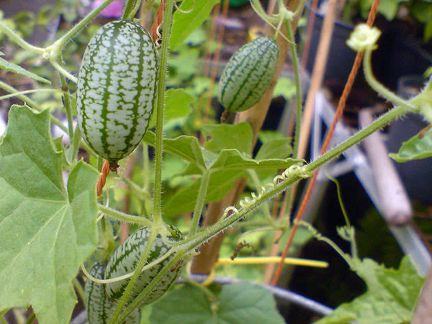 Мелотрия шершавая (лат. Melothria scabra)