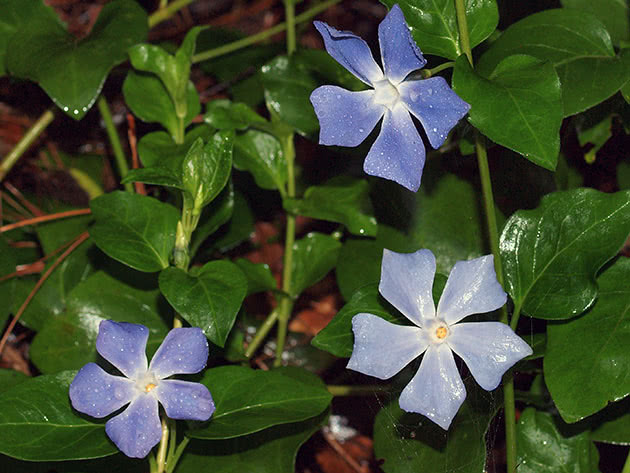Барвинок большой / Vinca major